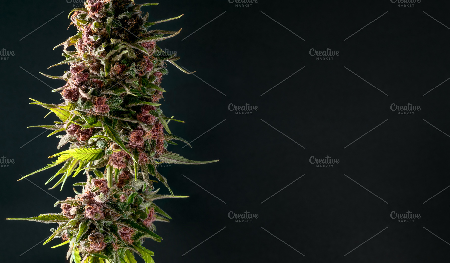 Closeup bud marijuana on black back featuring bud, trichomes, and flowering, a Nature Photo by Claudio Valdés