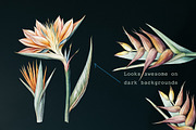 Tropical rainforest clip art set, a Seasonal Illustration by FleurArt (Thumbnail 7 of 12)