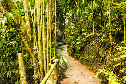 Paradisiacal walkway in a forest ful, a Nature Photo by worlditravelilove