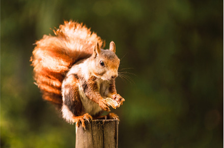 Red squirrel eating while sitting on, an Animal Photo by Xavi Bosch Stock
