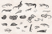 Wild Animals Engravings, an Object Graphic by Graphic Goods (Thumbnail 4 of 9)