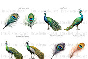 Peacock Clipart, Peacock Feather PNG, an Animal Illustration by BrushstrokeArtGB (Thumbnail 5 of 9)