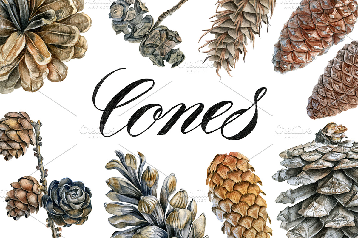 Cones, a Decorative Illustration by Watercolor life