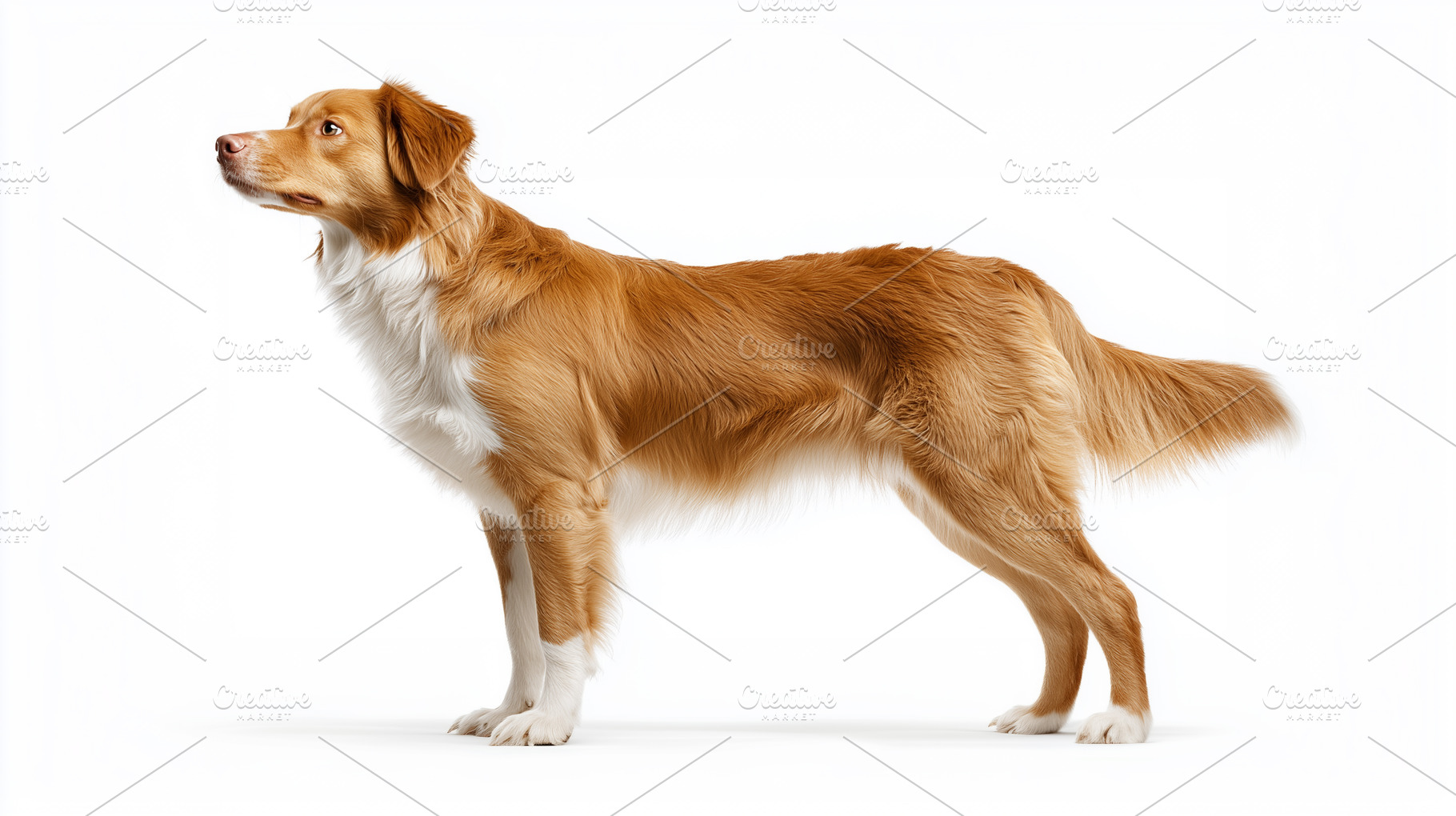 Side profile of Nova Scotia Duck dog, an Animal Photo by MistyDay