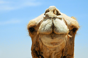 Camel head closeup outdoors containing camel, pack animal, and dromedary