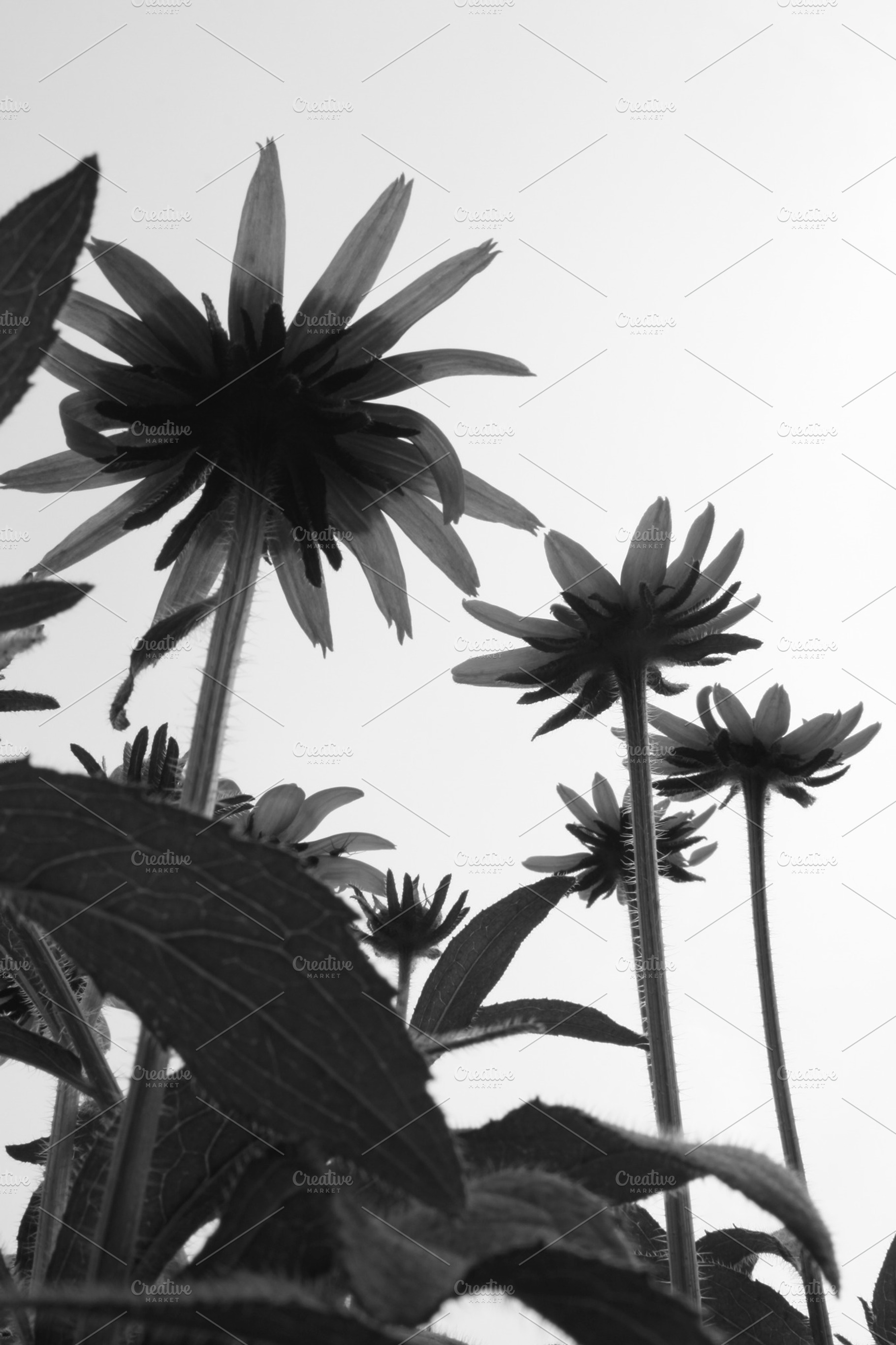 Bw Flower Stock Photo Containing Black And White