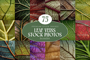 75 Leaf Veins Stock Photos, a Nature Photo by Incomelion (Thumbnail 1 of 14)