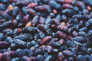Honeysuckle berries