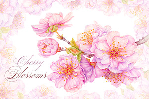 Cherry Blossom, Sakura Watercolor