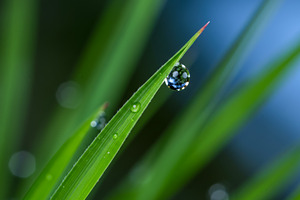 Water droplet hanging from the tip o, a Nature Photo by professorinc
