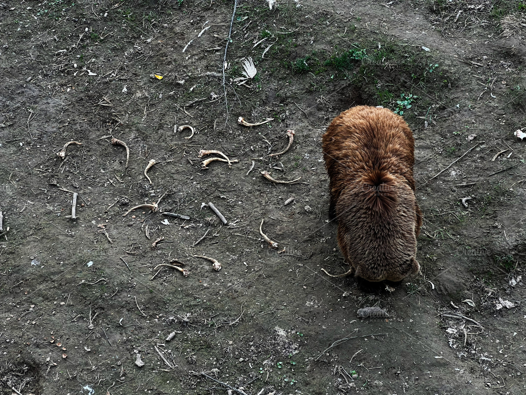 Brown bear in natural habitat surrounded by ground bones and earthy terrain, a Photo by AS photostudio