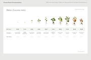 BBCH Growth Stages Cucurbits, a Presentation Template by Ilia Design (Thumbnail 4 of 6)
