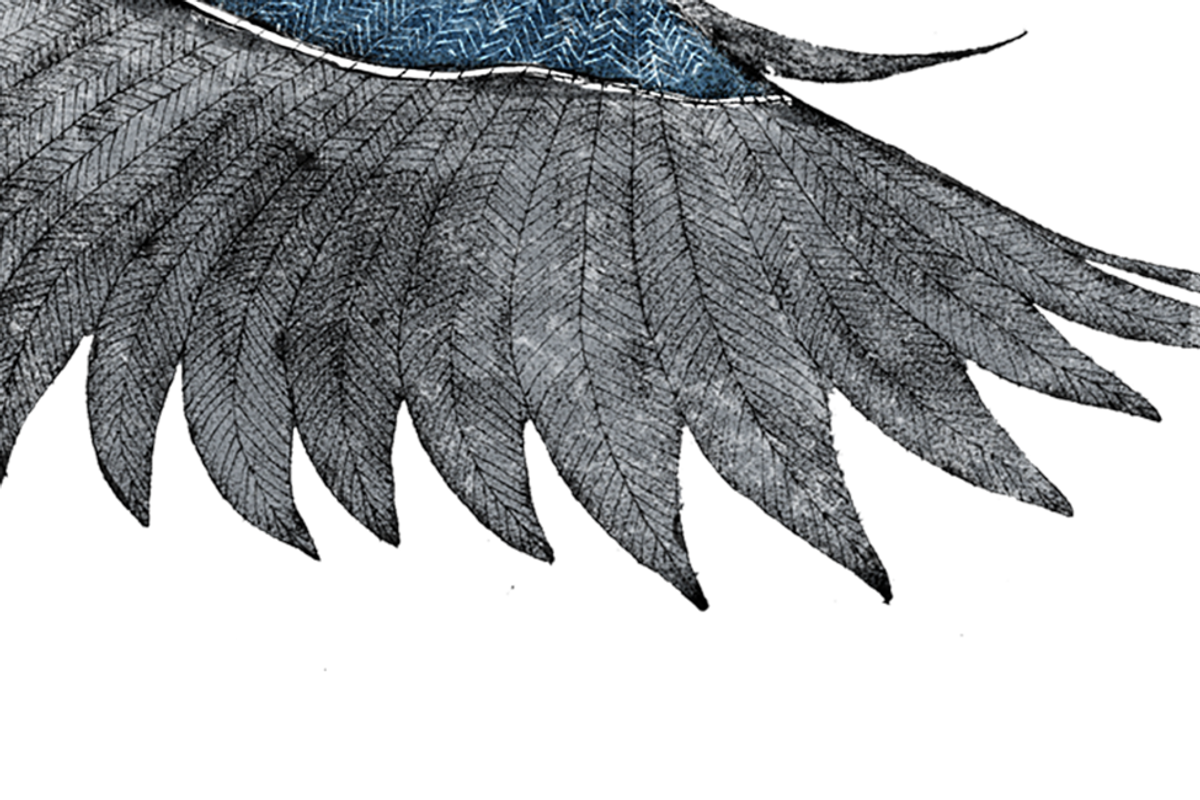 Cyanistes caeruleus, an Animal Illustration by Stefania Matteazzi (Photo 3 of 3)
