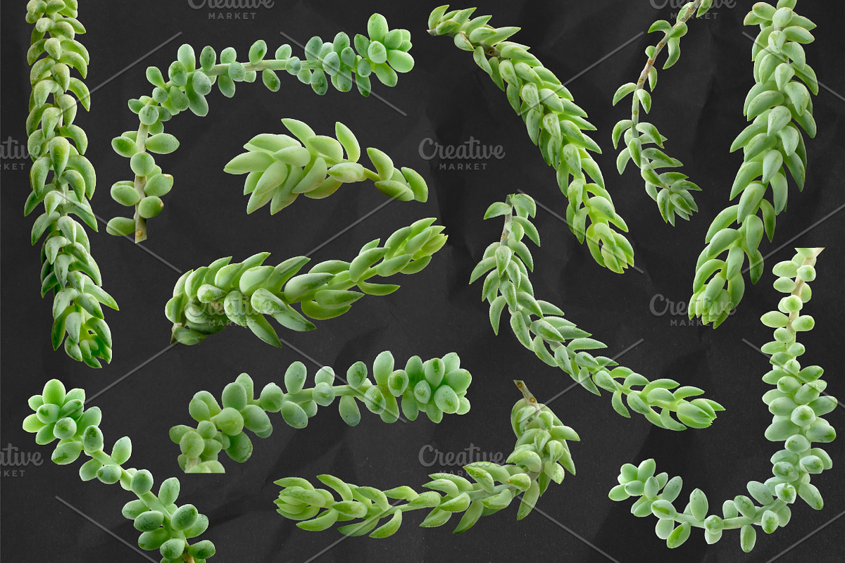 Succulent Burro's Tail Isolated, an Object Graphic by Turning Moss (Photo 3 of 6)