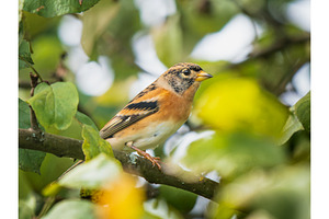 Brambling Fringilla montifringilla
