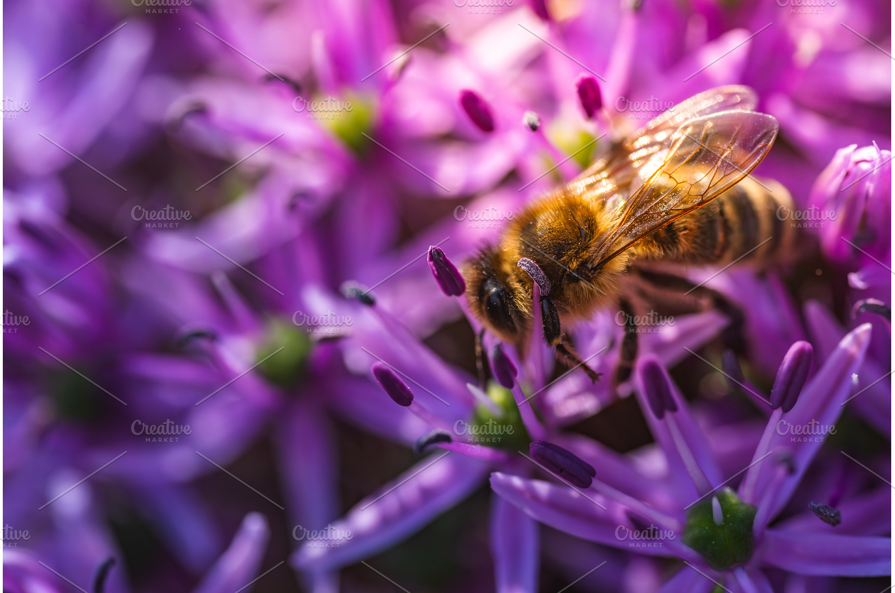 A detailed close up of a bee on a, an Animal Photo by MadPhotos