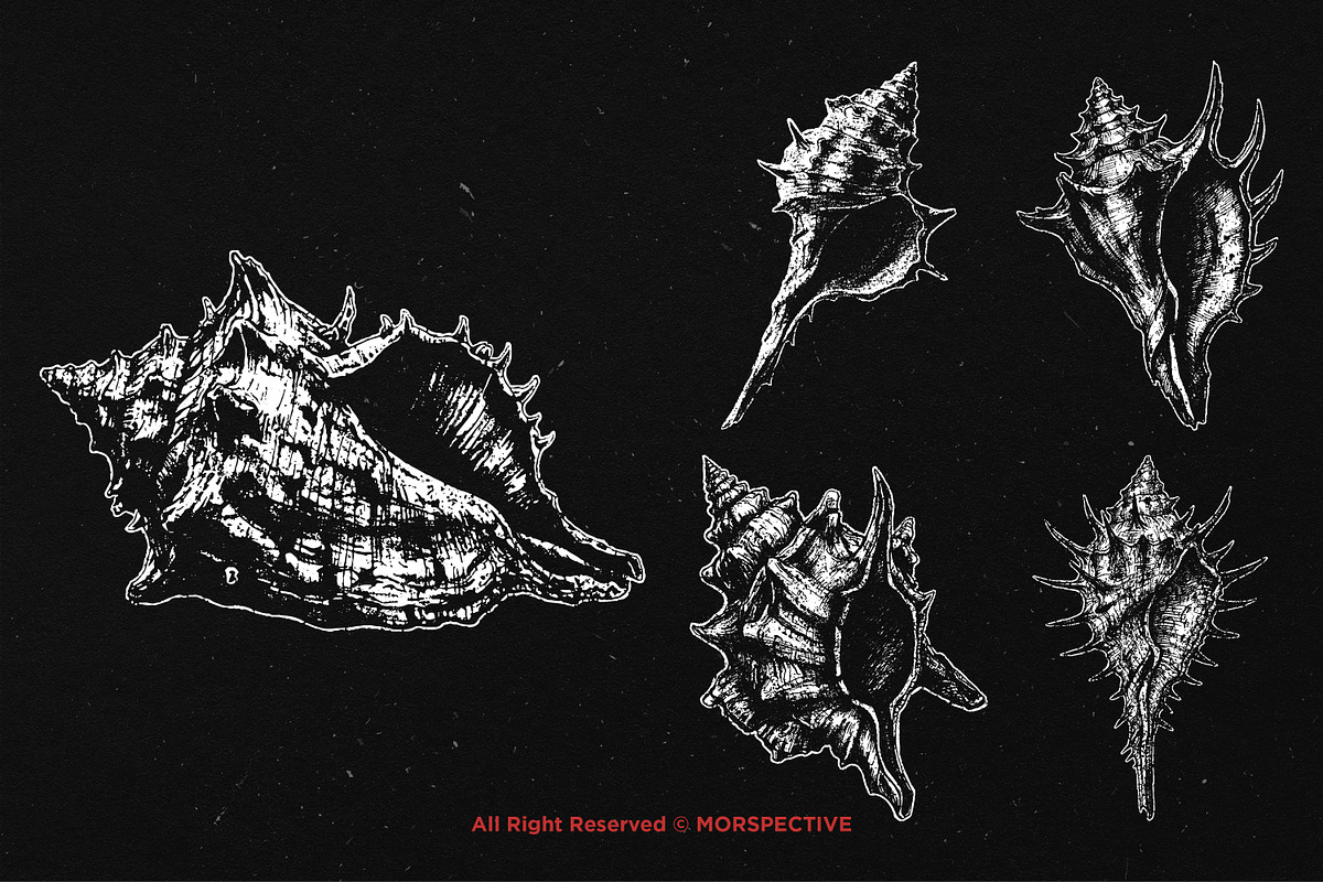 10 Bundle Dark Art Sea Shell Ocean, an Illustration by Morspective (Photo 3 of 7)