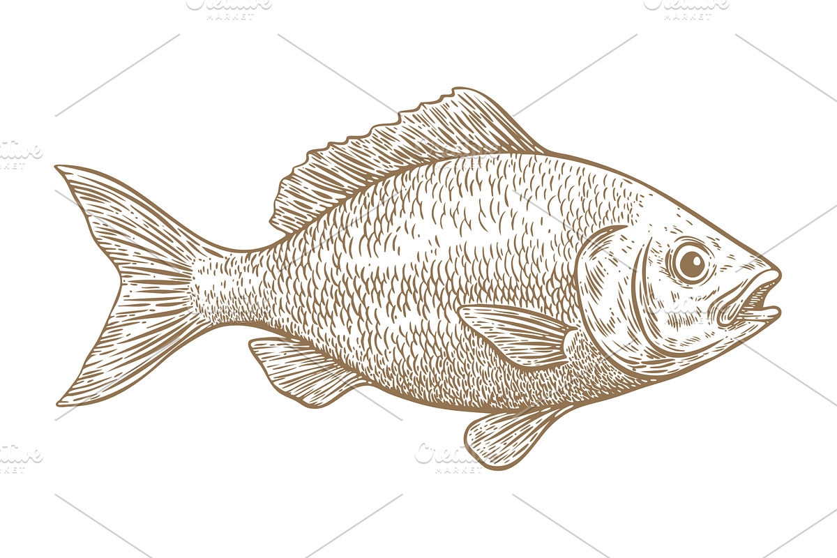 Gilt-head bream, fish, Dorado, an Animal Illustration by Foxys Graphic