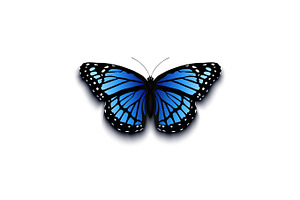 Realistic Butterfly Icon Isolated On White Background.