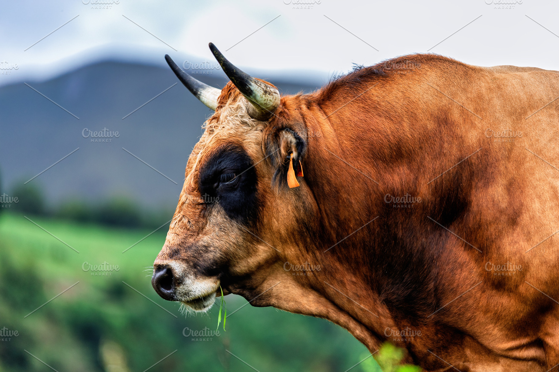 Asturian Valley Bull in profile in a, an Animal Photo by Perpis