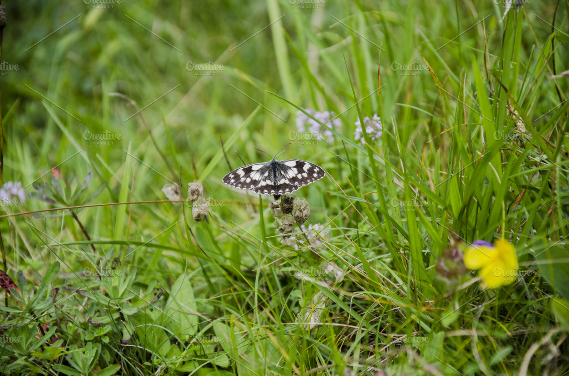 Butterfly In The Green Grass