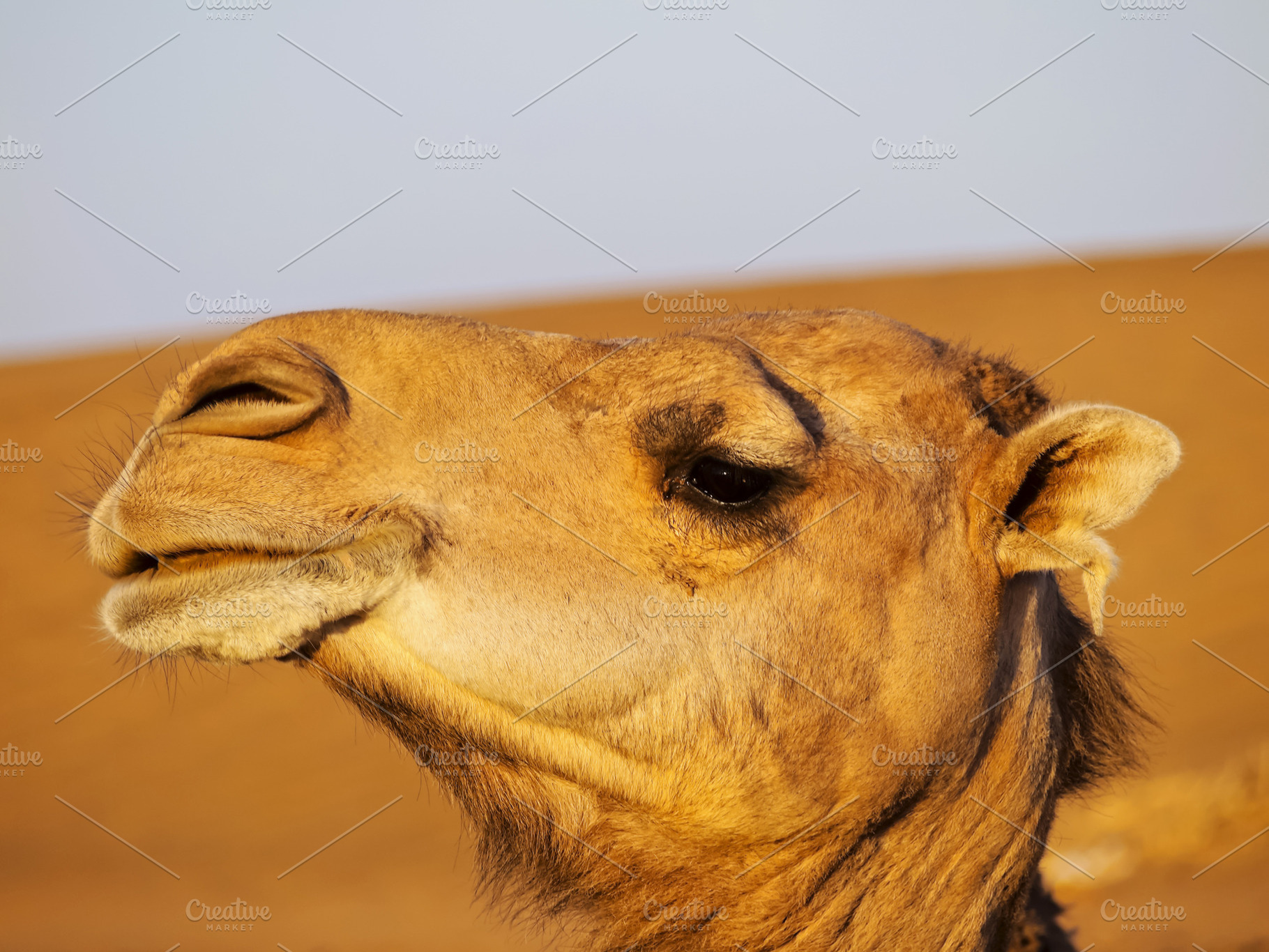Camel in Morocco, a Photo by Karol Kozlowski