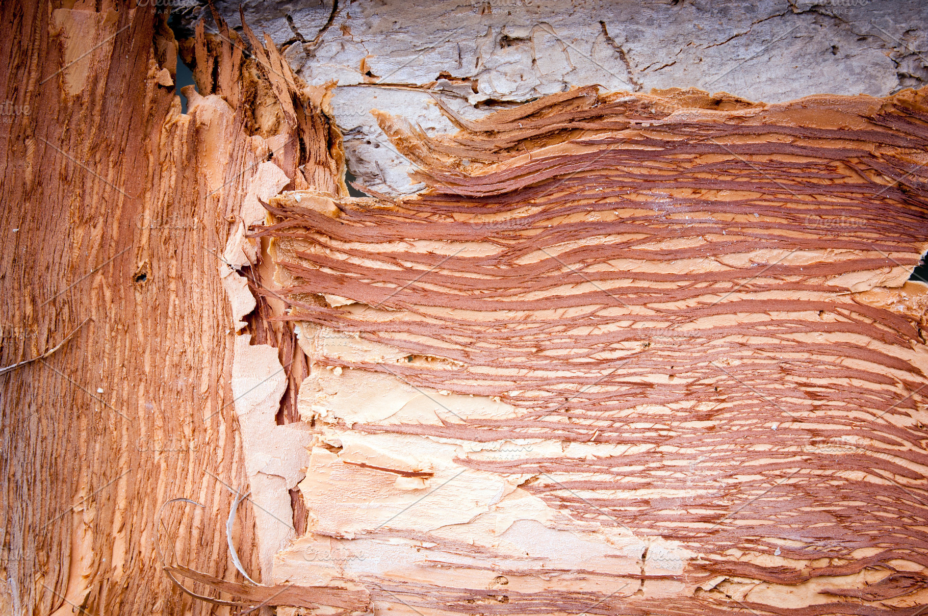 Paper Bark Background, a Wallpaper Photo by THP Creative