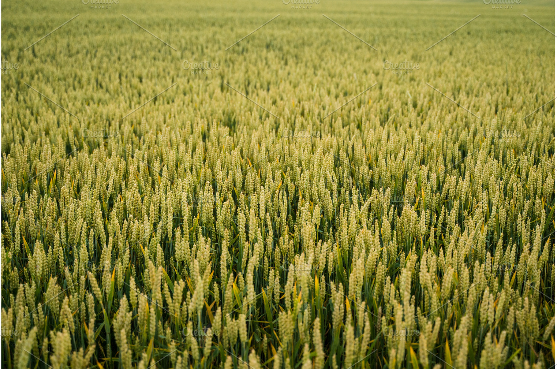 Unripe wheat field showing green, a Nature Photo by volodymyrshtun13795