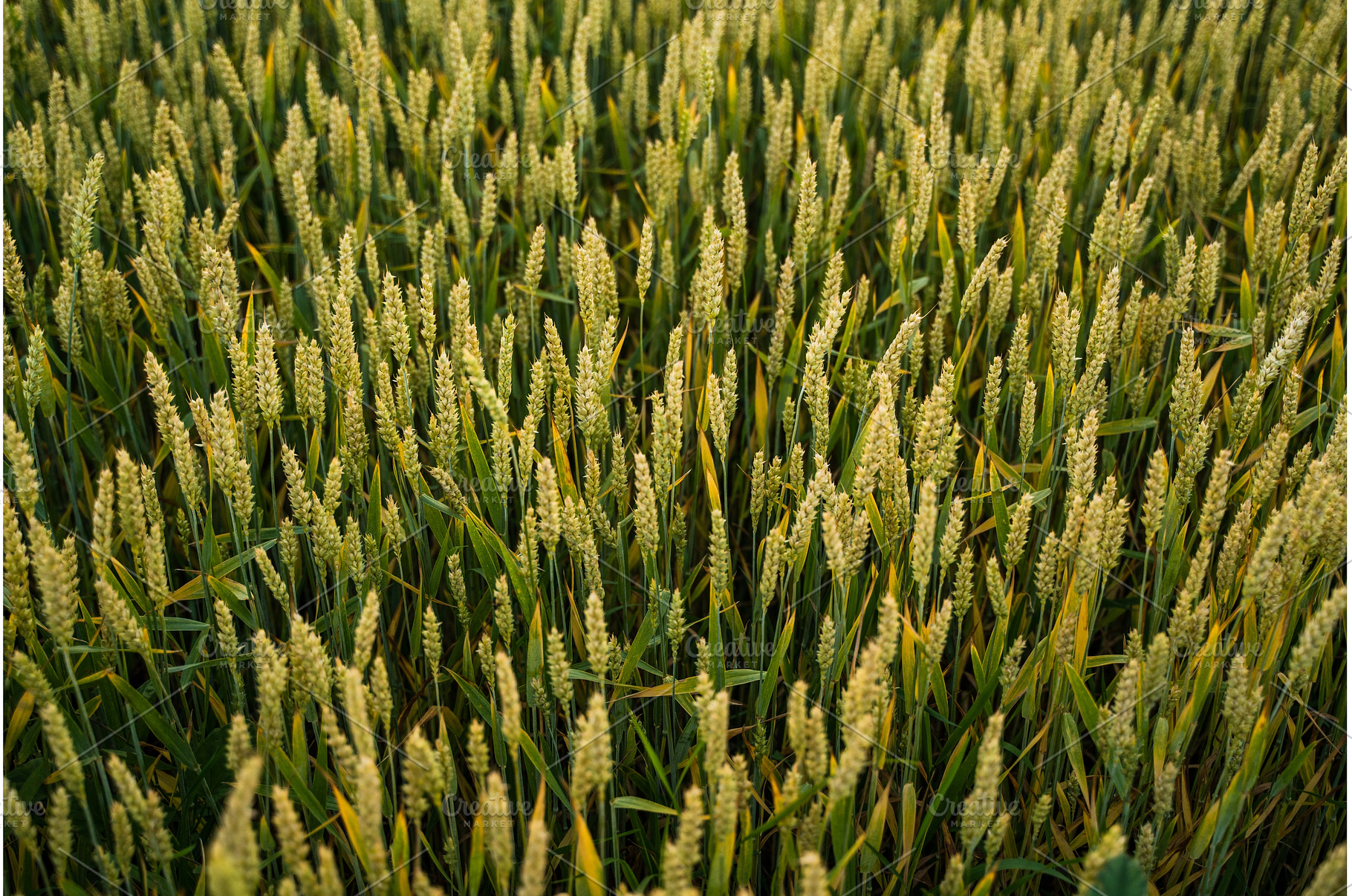 Golden wheat field with ripe ears of, an Industrial Photo by volodymyrshtun13795