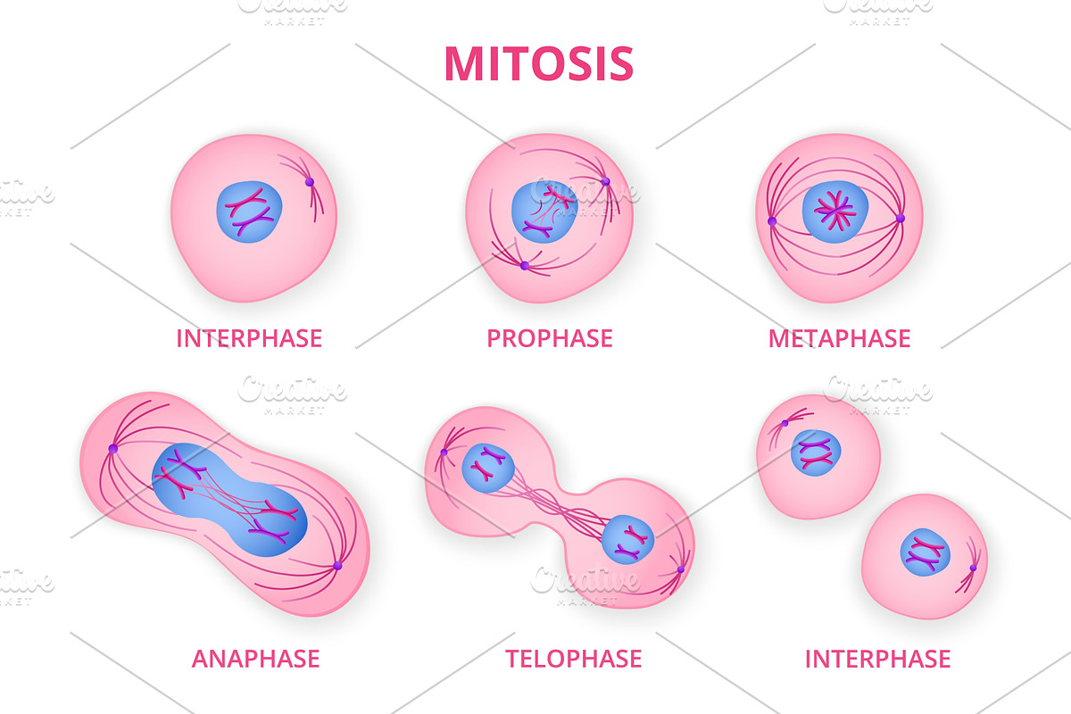 Process of division of organic cell, an Object Illustration by skripnikbb