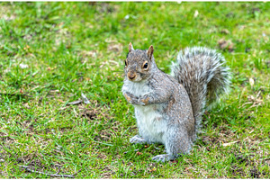 Eastern gray squirrel in montreal quebec canada stock photo containing, an Animal Photo by Leonid Andronov
