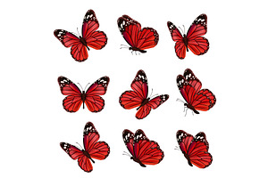 Butterflies Collection. Beautiful