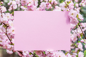 Paper blank between flowering almond, a Background Photo by Volff