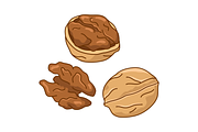 Walnuts, an Illustration by Cmeree (Thumbnail 3 of 3)