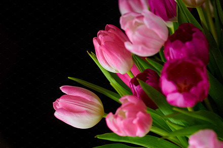 Tulips, a Photo by Peopleimages.com