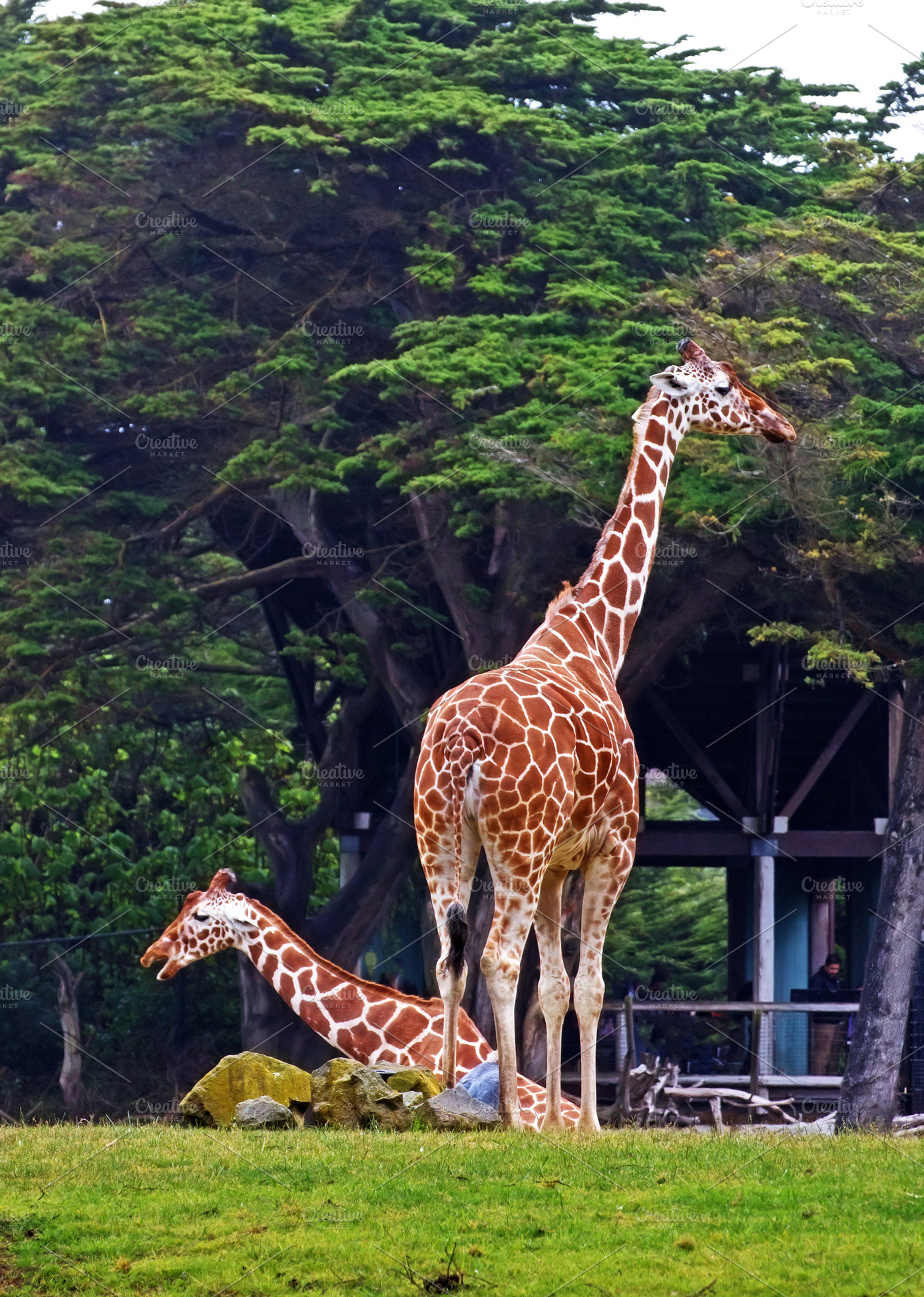 Giraffe featuring animal, picture, and photo