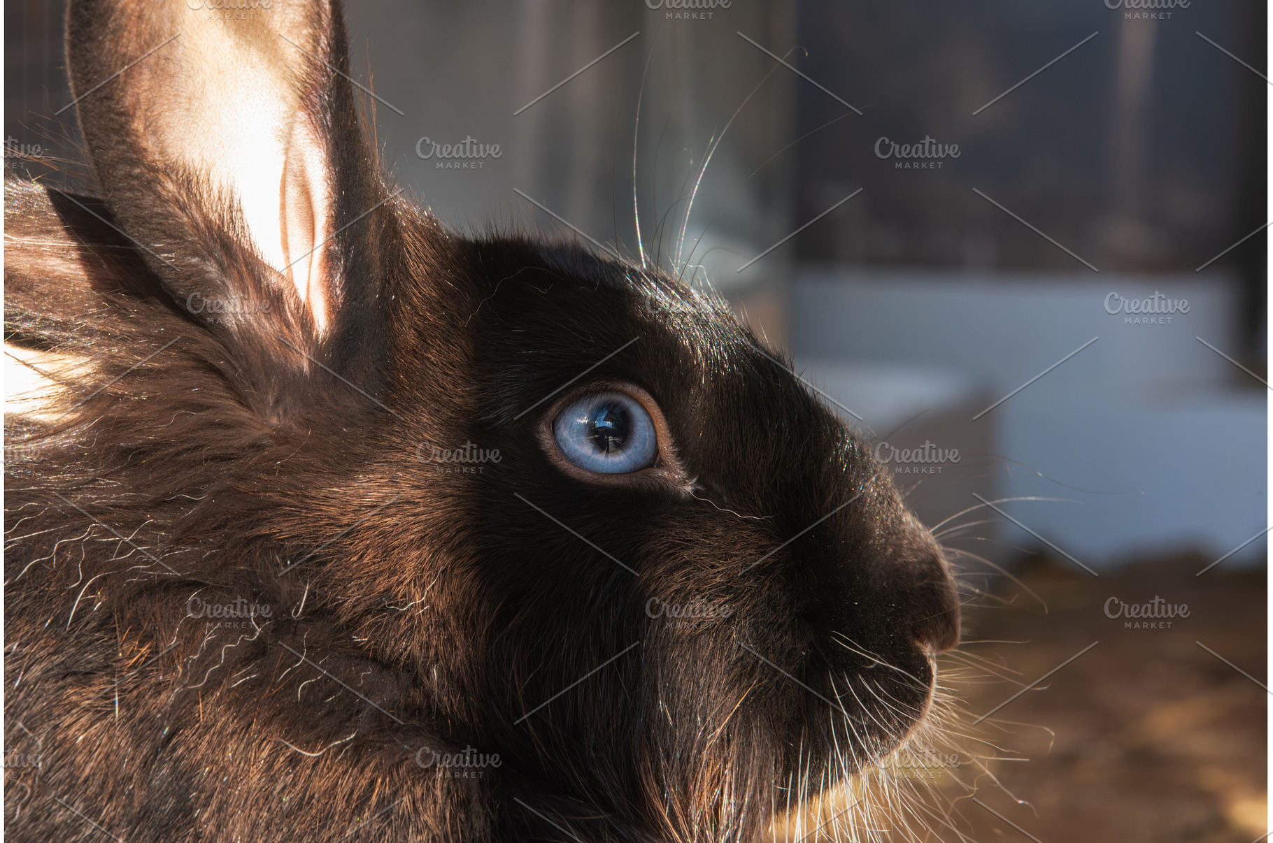 Extreme Close-up Portrait of Black, an Animal Photo by MadPhotos