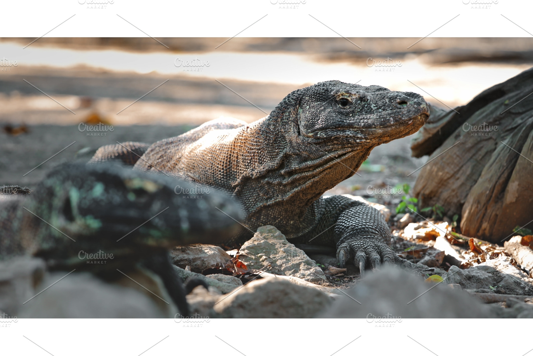 Komodo dragon resting on rocks in, an Animal Photo by Goinyk