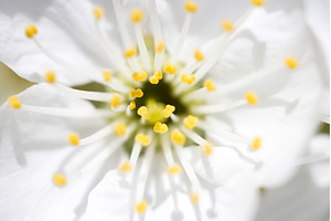 Extreme macro of white cherry flower, an Animal Photo by Pakosta