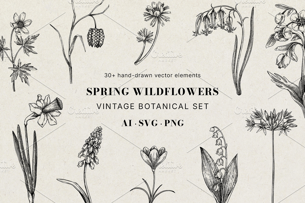Spring Wildflower Vintage Vector Set, a Seasonal Illustration by Yevheniia (Photo 1 of 9)