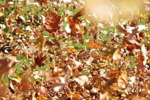 Autumn Leaves Blowing in the Wind