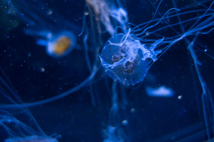 Jellyfish floating in the deep ocean, an Animal Photo by GoodGoods