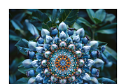 Muit Co · Retro Fruit Mandalas, a Food Illustration by milatovar (Thumbnail 12 of 22)