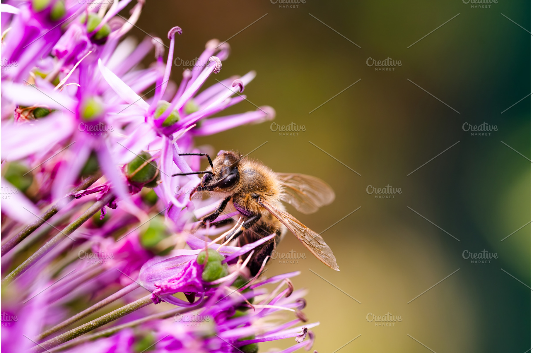 A detailed view of a honey bee, an Animal Photo by MadPhotos