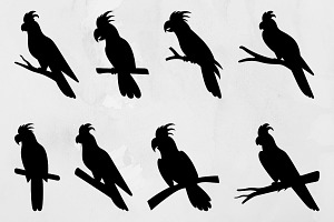 Cockatoo on Branch Silhouette SVG, an Animal Illustration by newminddesign