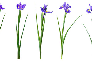 Spring iris flowers isolated featuring art, april, and background