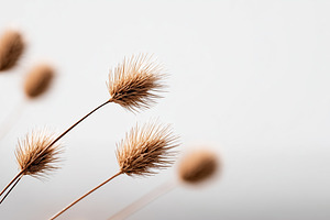 Minimalist dried wild grass flowers, a Nature Photo by MistyDay