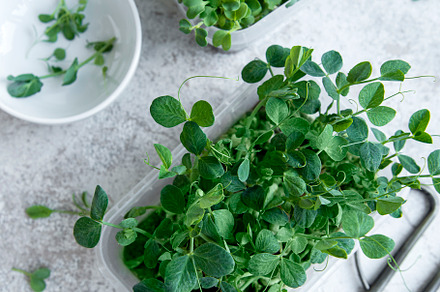Assortment of micro greens on wooden table, a Food & Drink Photo by Olena Rudo