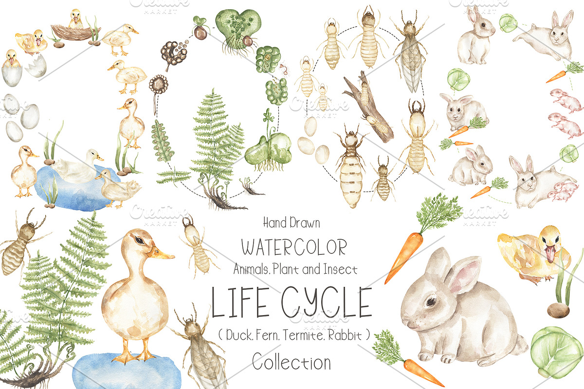 Watercolor Life Cycle Collection, an Education Illustration by MayaNavits (Photo 1 of 15)
