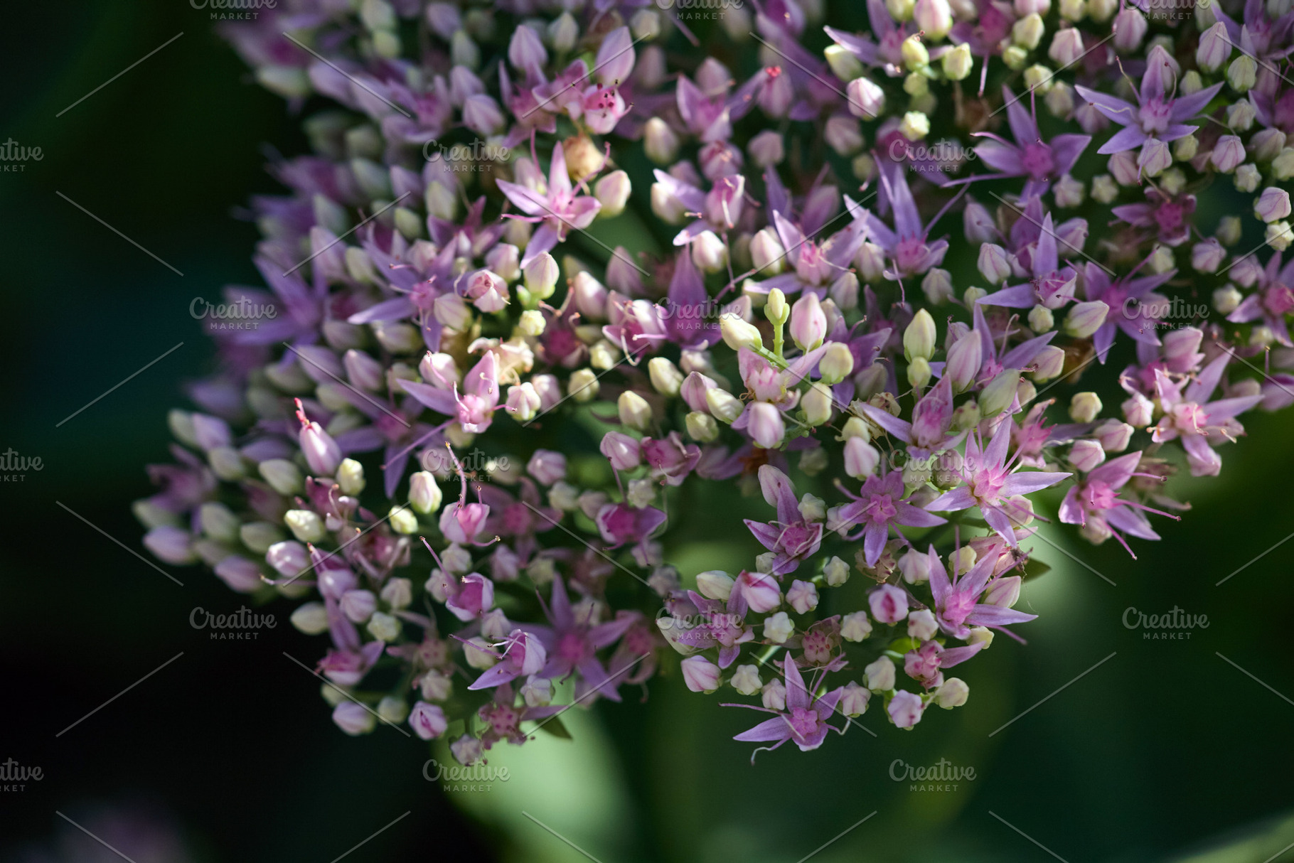 Pink sedum flowers blooming in garden macro photo. Close-up photo of Hyloteleph, a Nature Photo by Rohan Photography